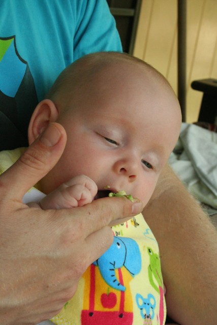 avocado eating from dad's finger