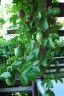 20110226_passionfruit01